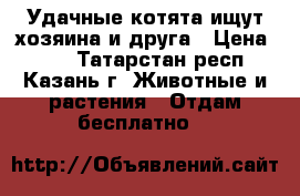 Удачные котята ищут хозяина и друга › Цена ­ 10 - Татарстан респ., Казань г. Животные и растения » Отдам бесплатно   